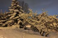 Snowy Garden