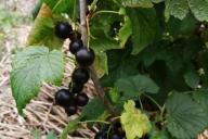 currant