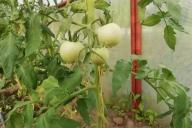 tomates