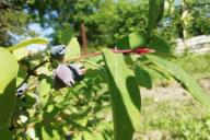 Honeysuckle 