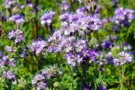 Phacelia