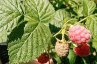 Framboise