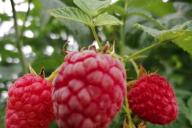 Framboise