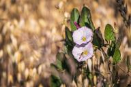 Bindweed