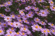 Asters