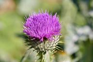 Thistle