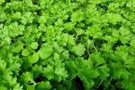 Parsley