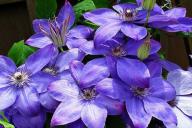 Clematis