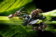 Fourmis et pucerons