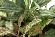 Dieffenbachia 