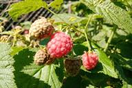 Framboise