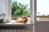 Fenster und Katze