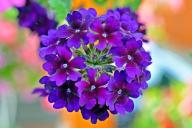 Verbena