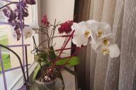 Orchidee