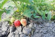 Berries Strawberries