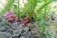 Plantes de massif