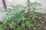 Plants de tomates