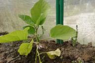 Eggplant Seedlings