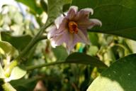 Eggplant Flower