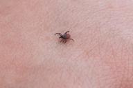 Tick Insect