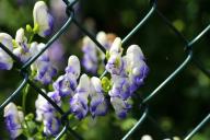 aconite