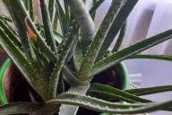 Aloe, plant