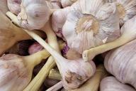 Garlic