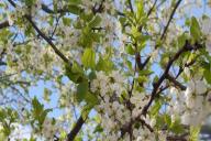 árbol floreciente