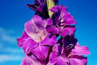 Flowers Gladiolus