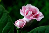 Gloxinia