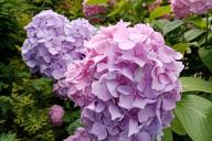 Flowers, hydrangea