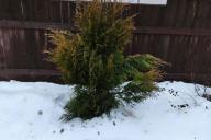 conifer