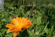 calendula