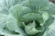 Cabbage