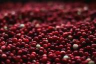 cranberry