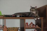 Cat on the shelf