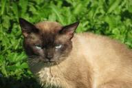 Siamese cat