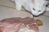 gato y carne