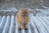 Cat on the roof