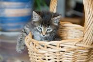 Kitten in a basket