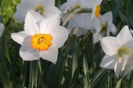 narcissus