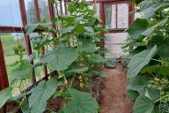 Cucumbers in the greenhouse