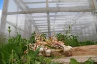 Greenhouse Vegetables