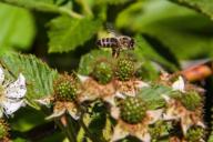 Bee over raspberries