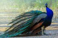 pavo real