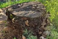 stump