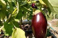 Eggplant