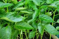 Pepper seedlings