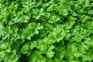 Parsley