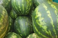 Watermelons